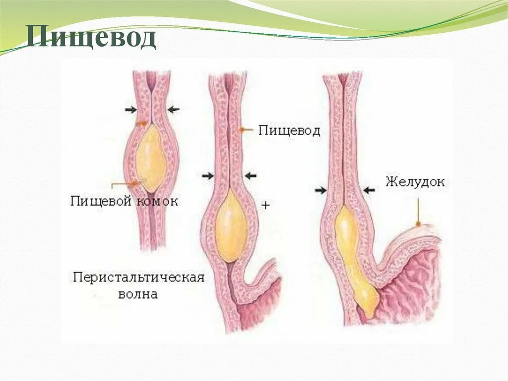 Волнообразные сокращения стенок кишечника