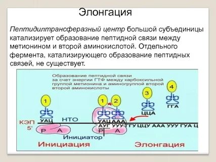 Нуклеиновая кислота принимает участие в биосинтезе белка