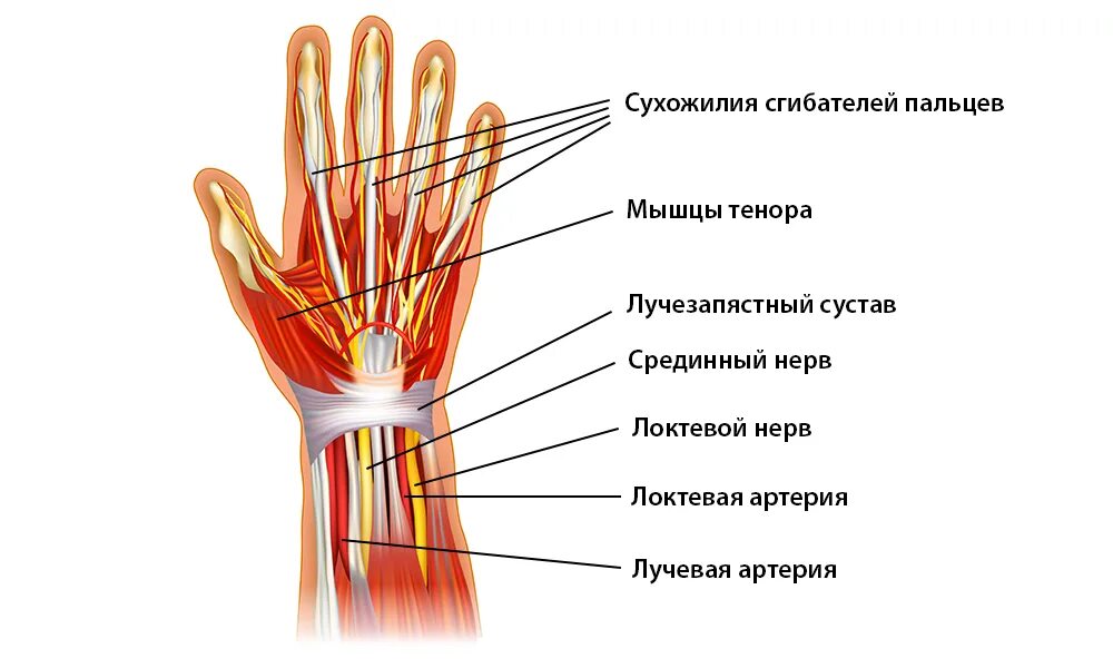 Пястно-запястный сустав большого пальца руки.