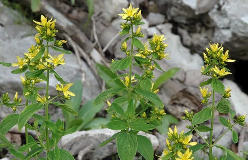 Типа зверобой. Зверобой жестковолосый. Зверобой горный(Hypericum montanum l.). Зверобой волосистый - Hypericum hirsutum. Зверобой продырявленный горный.