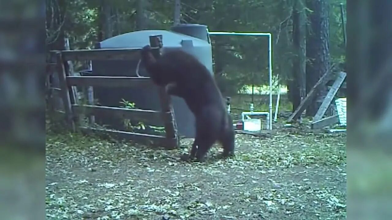 Медведь получил по орешкам. Медведь ворует мед. Медведи воруют мед на пасеке. Медведь на дереве ворует мед.