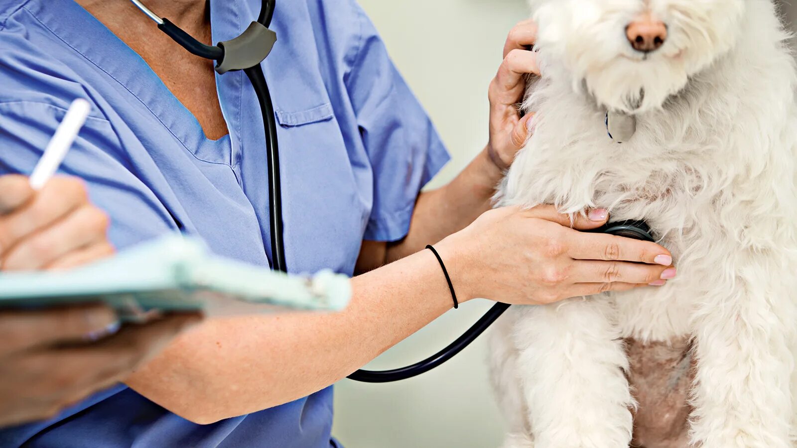 Обследование собак. Терапия животных. Клиническое исследование животных. Ветеринария болезни собак.