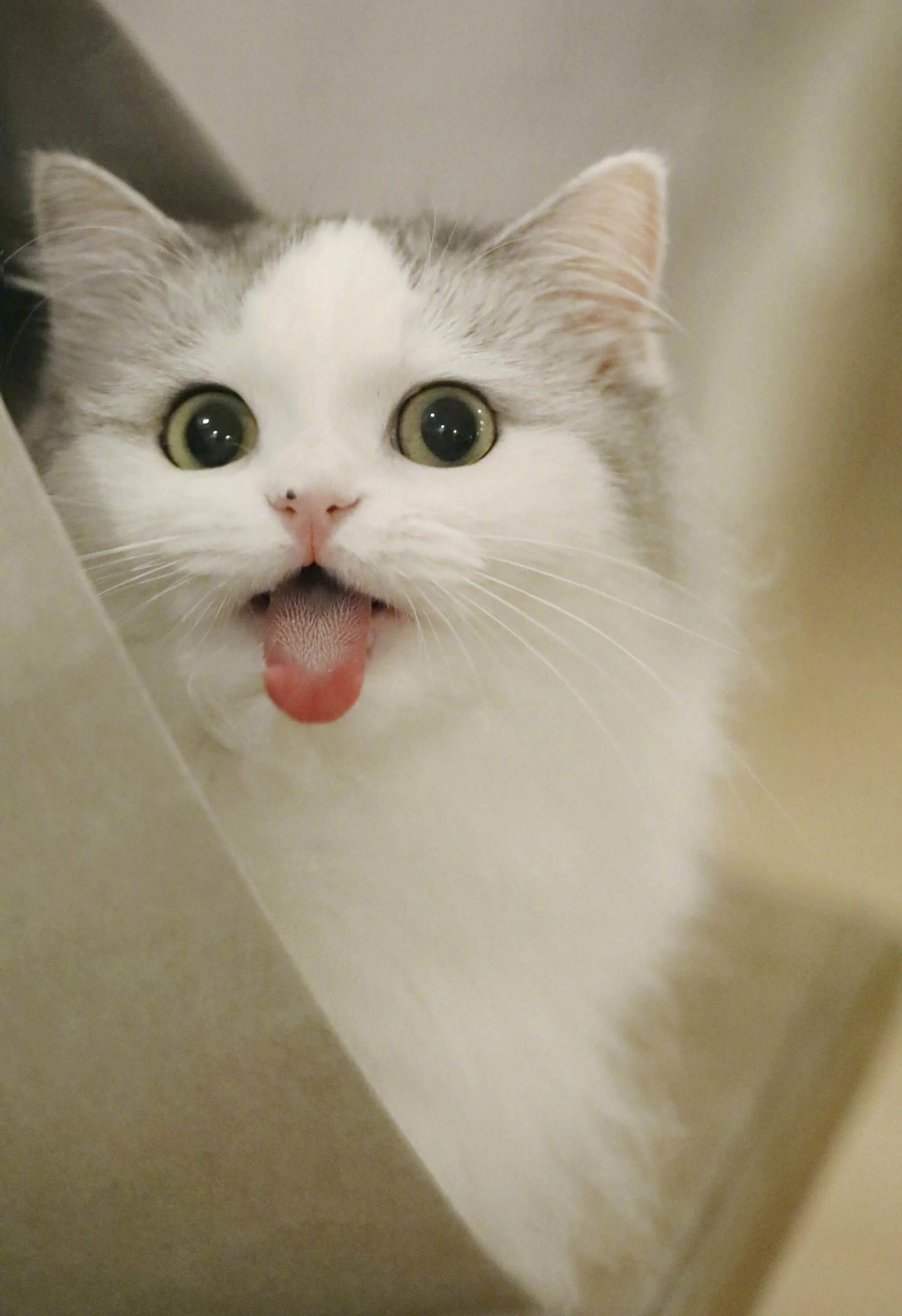 Белый кот прикол. Милые котики. милые кошечки. смешной белый кот. котенок с языком.