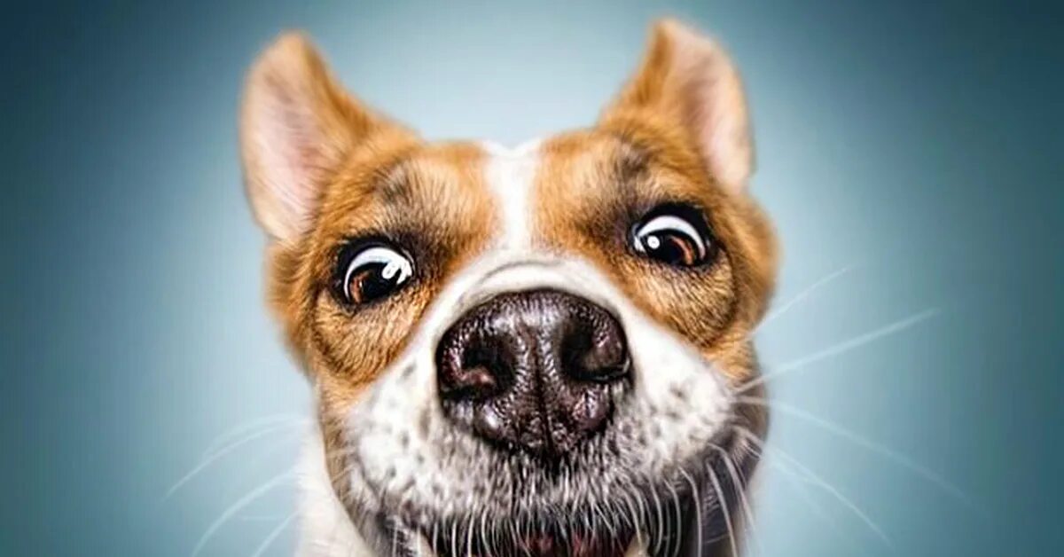 Улыбка животных. Elke vogelsang собаки. Забавные собаки. Эмоции животных в рисунках и фотографиях. Собака улыбается.
