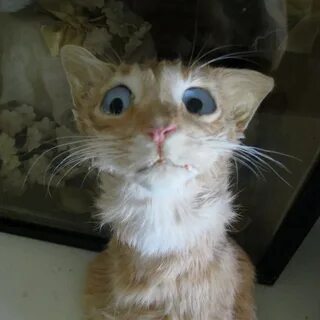 Е коте