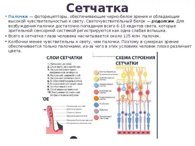 Выберите верные характеристики палочек глаза. Палочки (сетчатка). Чувствительные * на сетчатке. Чувствительность фоторецепторов. Палочки обеспечивают зрение.