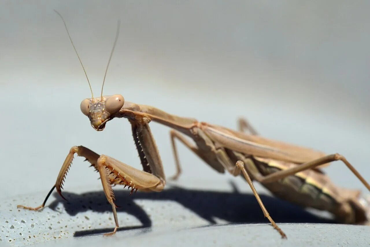 Богомол обыкновенный (mantis religiosa). Богомол обыкновенный коричневый. Жук богомол. Коричневый богомол. Коричневый богомол крым.