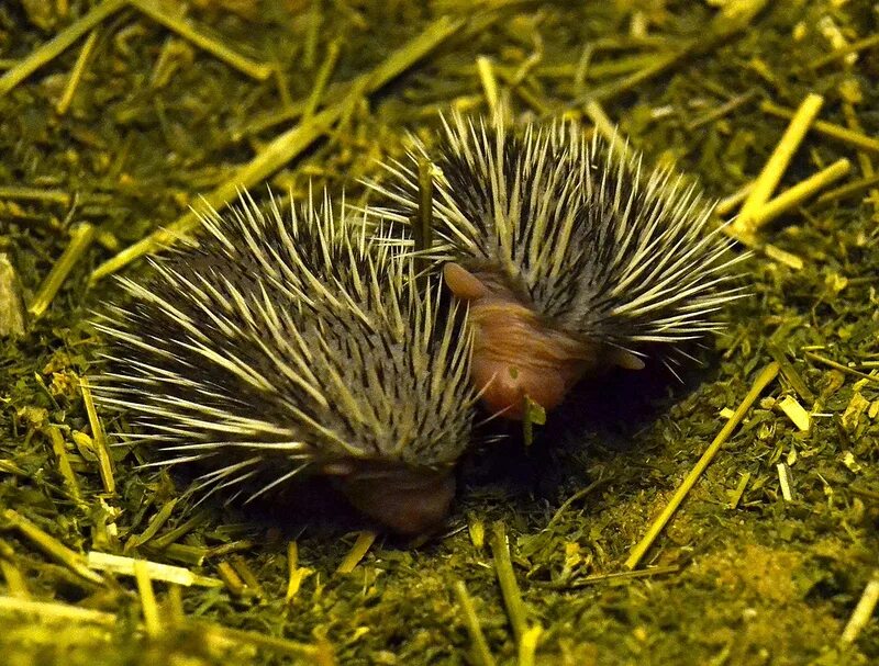 Виды ежовых. Эфиопский ёж. Отряд насекомоядные еж обыкновенный. Малый мадагаскарский тенрек. Обыкновенный (среднерусский) ёж.