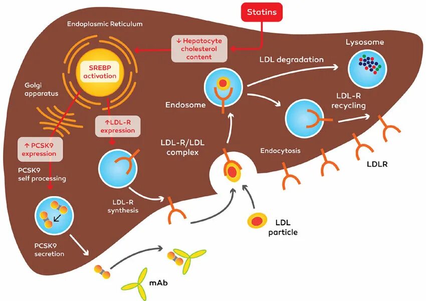 Ингибиторы белка pcsk9. Блокаторы pcsk9. Pcsk9 гиполипидемическая. Ингибиторы pcsk9