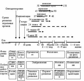 Фотогенез
