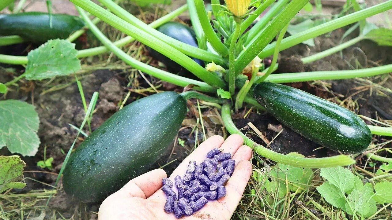 подкормить кабачки в июне. полив кабачков в открытом грунте. чем подкормить кабачки в открытом грунте.