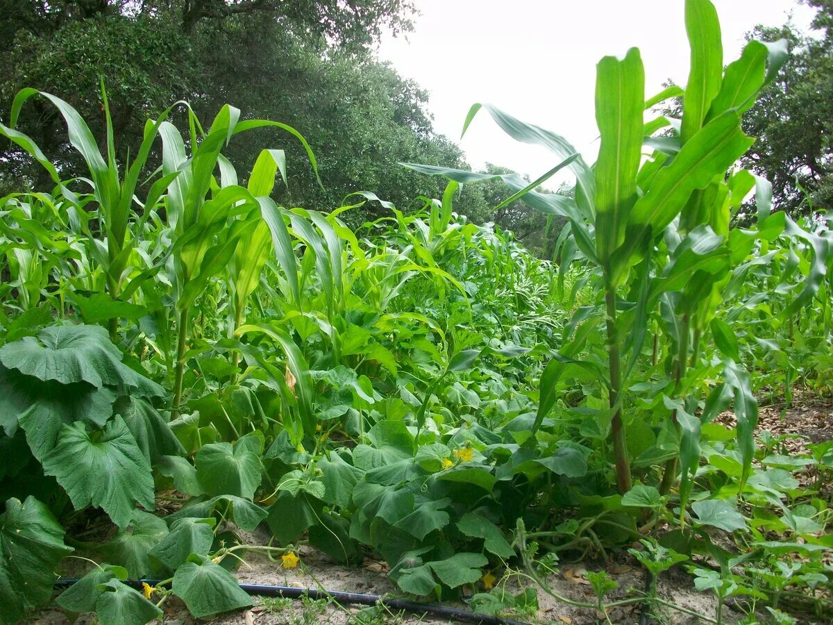 Тыква горох и кукуруза. Кукуруза на грядке. Фасоль в огороде. Кукуруза горох и тыква на грядке. Как посадить кукурузу в огороде