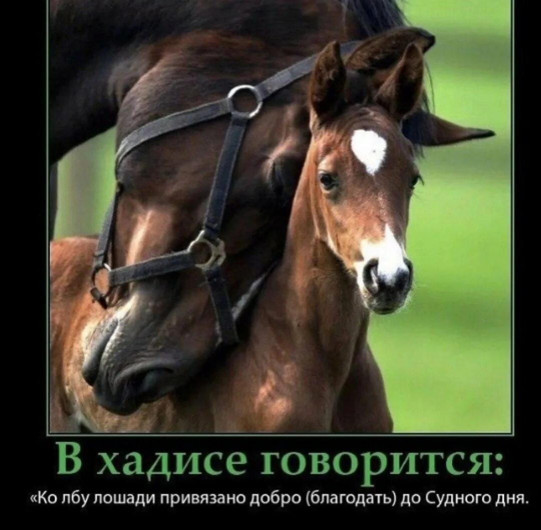 Лошади до судного дня