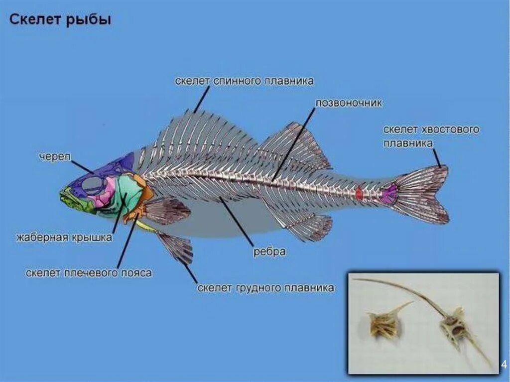 Класс рыбы плавники. Строение плавников рыб. Скелет хвостового плавника. Скелет плавников рыб. Скелет спинного плавника у рыб.