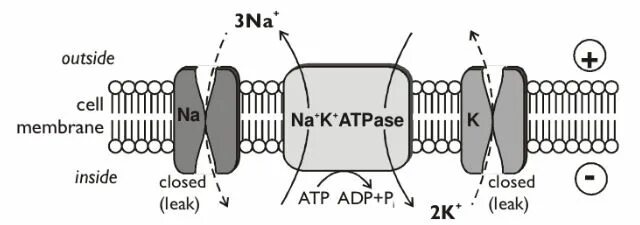 Na k atpase. Be mg na k. Натрий калиевый насос. Be mg na k. Биомембраны лекция.