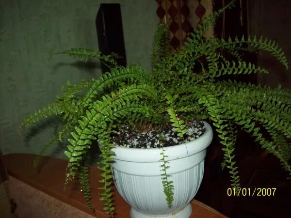 Сохнут листья папоротника домашнего. Засохший папоротник. Папоротник приметы. Сохнут листья папоротника домашнего. Нефролепис виталь.