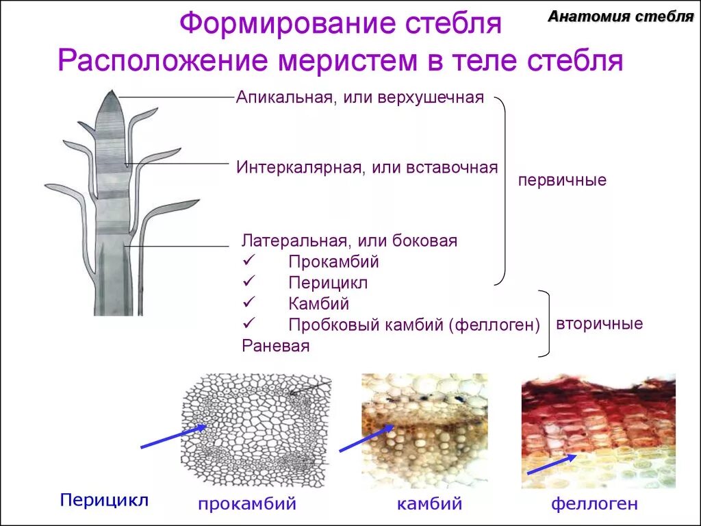 Меристема рост в длину. Образовательная ткань растений схема. Растительные ткани образовательные ткани (меристемы. Образовательная ткань растений схематический рисунок. Меристема и феллоген.