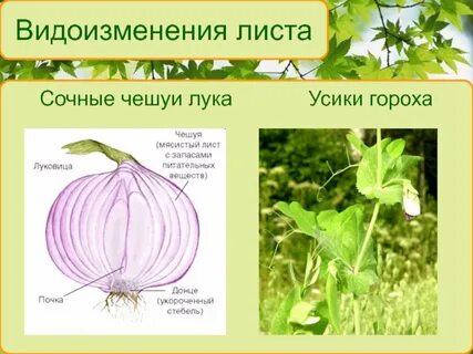 Видоизменение органа листа