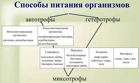 Схема способы питания животных