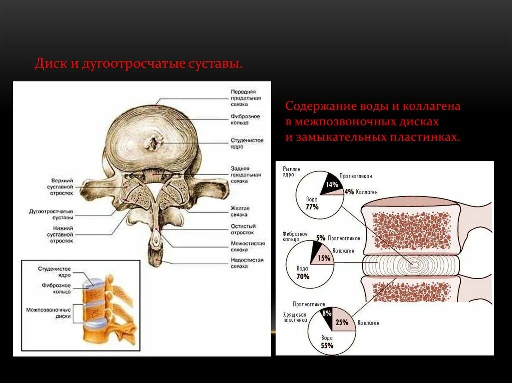 Склероз замыкательных пластинок позвоночника. Субхондральные пластинки тел позвонков. Замыкательная пластинка межпозвоночного диска. Субхондральные пластинки тел позвонков склерозированы что это. Замыкательные пластины тел позвонков норма.