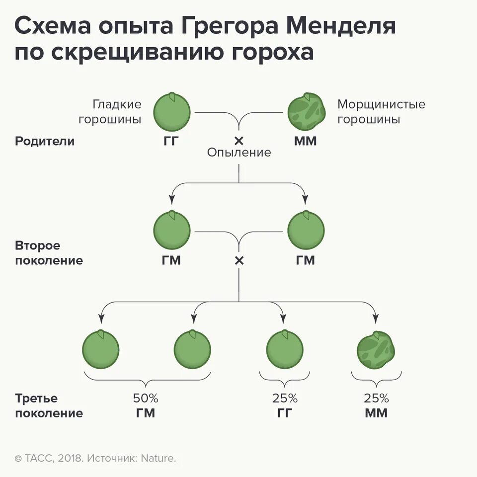 Грегор Мендель опыт с горохом. Схема скрещивания гороха Мендель. Горох Мендель генетика. Опыт Менделя с горохом.