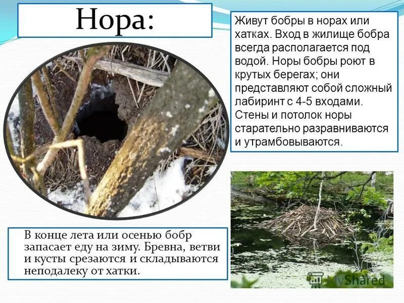 где живут бобры. где живет бобер. бобр. где живут бобры. нора бобра.