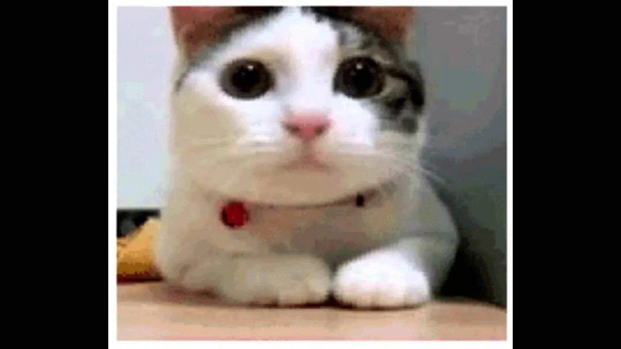 Кот качает головой под. Кивающий кот. кот кивает головой. голова кота. кивающий кот гиф.