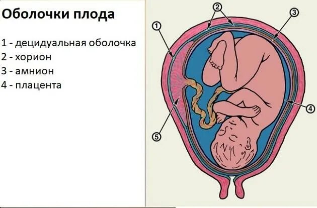 Элементы плода