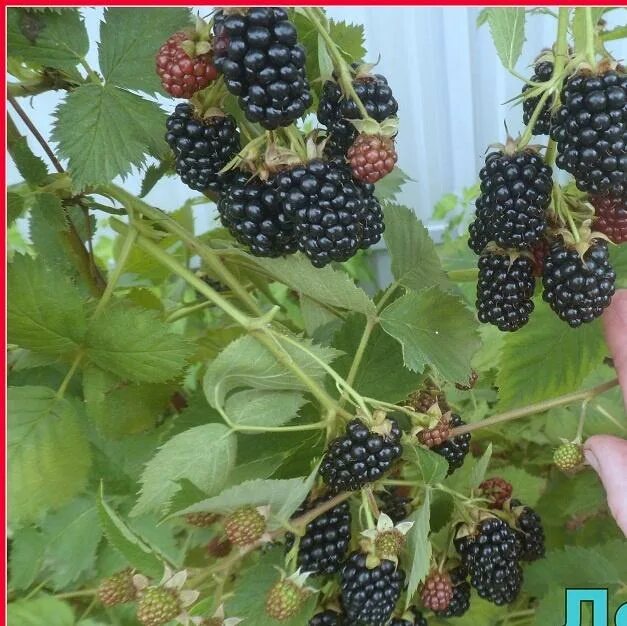Ежевика л. Ежевика лохтей. ежевика сорт лох тей. ежевика садовая куст. ежевика сорт лахтей.
