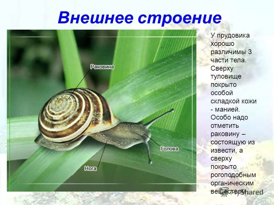 Раковина большого прудовика и роговой катушки. Что такое раковина у моллюсков биология 7. Старение раковины брюхоногого моллюска. Раковина большого прудовика и роговой катушки. Внешнее строение раковины брюхоногого моллюска.