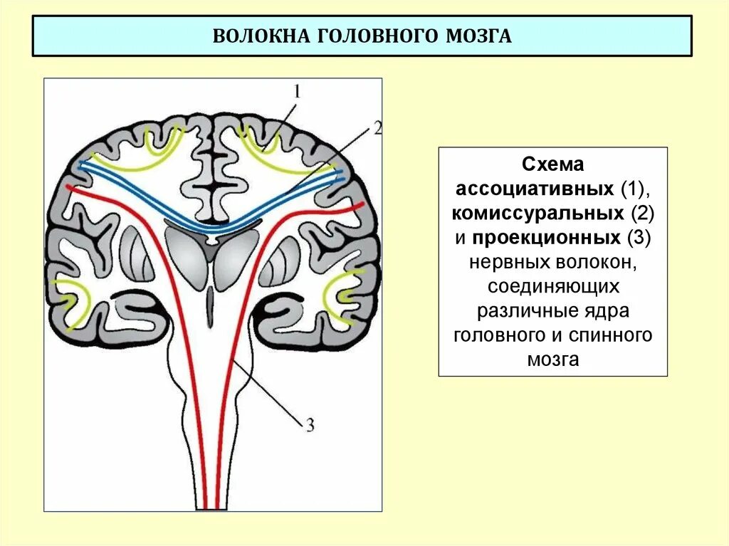 Нервные отростки головного мозга. Комиссуральные нервные волокна полушарий. Комиссуральные проводящие пути головного мозга. Нервные волокна белого вещества головного мозга. Проекционные комиссуральные волокна и ассоциативные волокна.