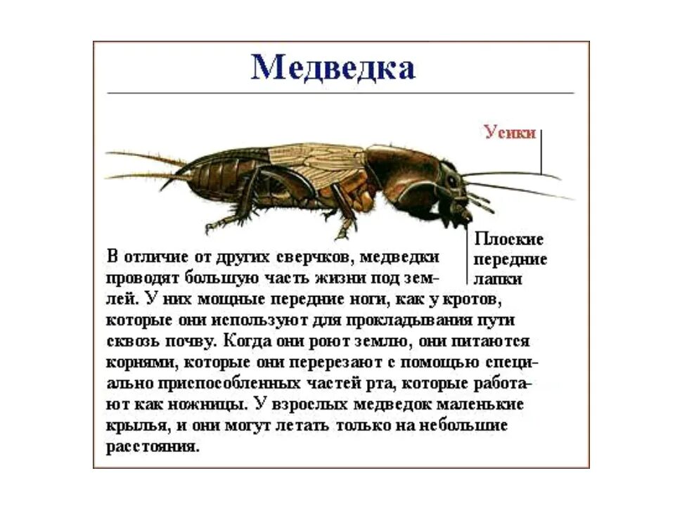 Как звучит медведка. Медведка описание для детей. медведка насекомое. строение медведки. медведка капустянка информация.