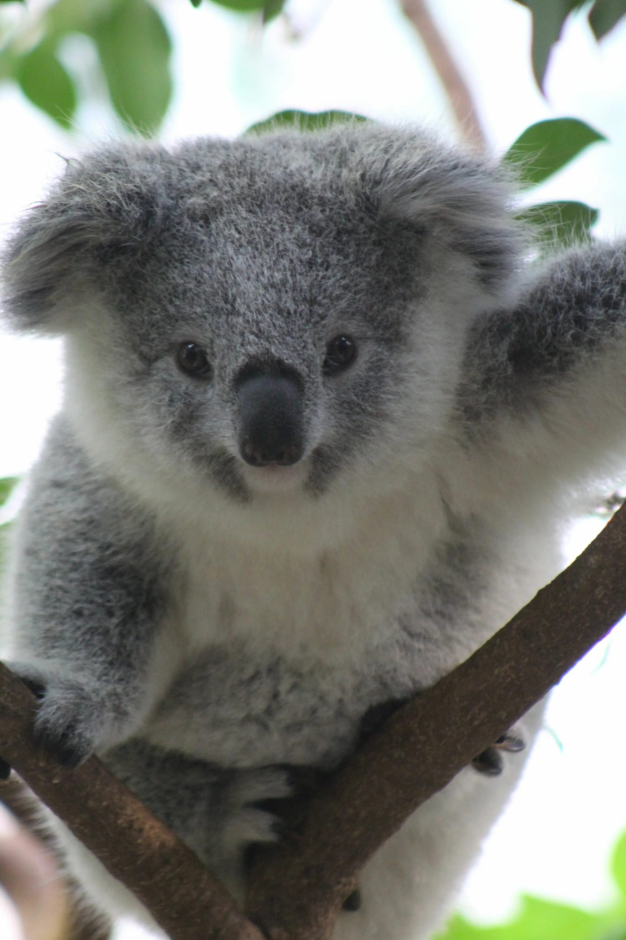 Коала медведь Панда. Фото коалы и панды. Розовая Панда коала. Панда и коала