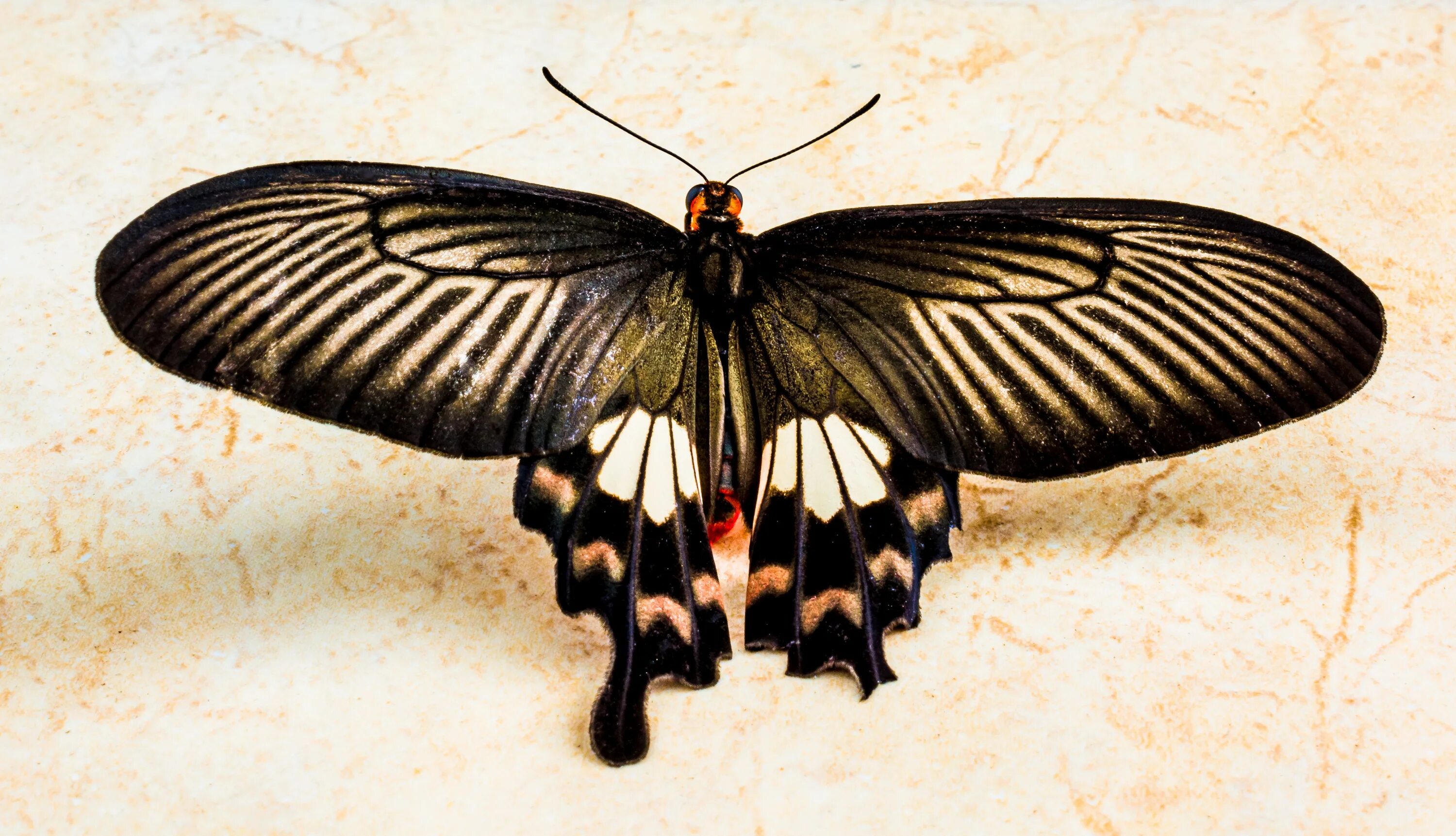 Покажи где бабочка. Papilio LOWI. Крылатые насекомые. Крылышки насекомых. Бабочка с расправленными крыльями.