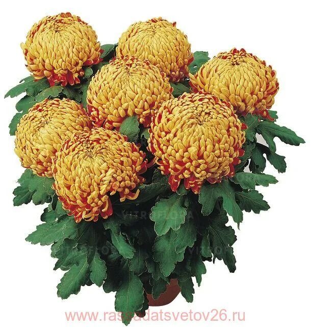 Стебли хризантемы