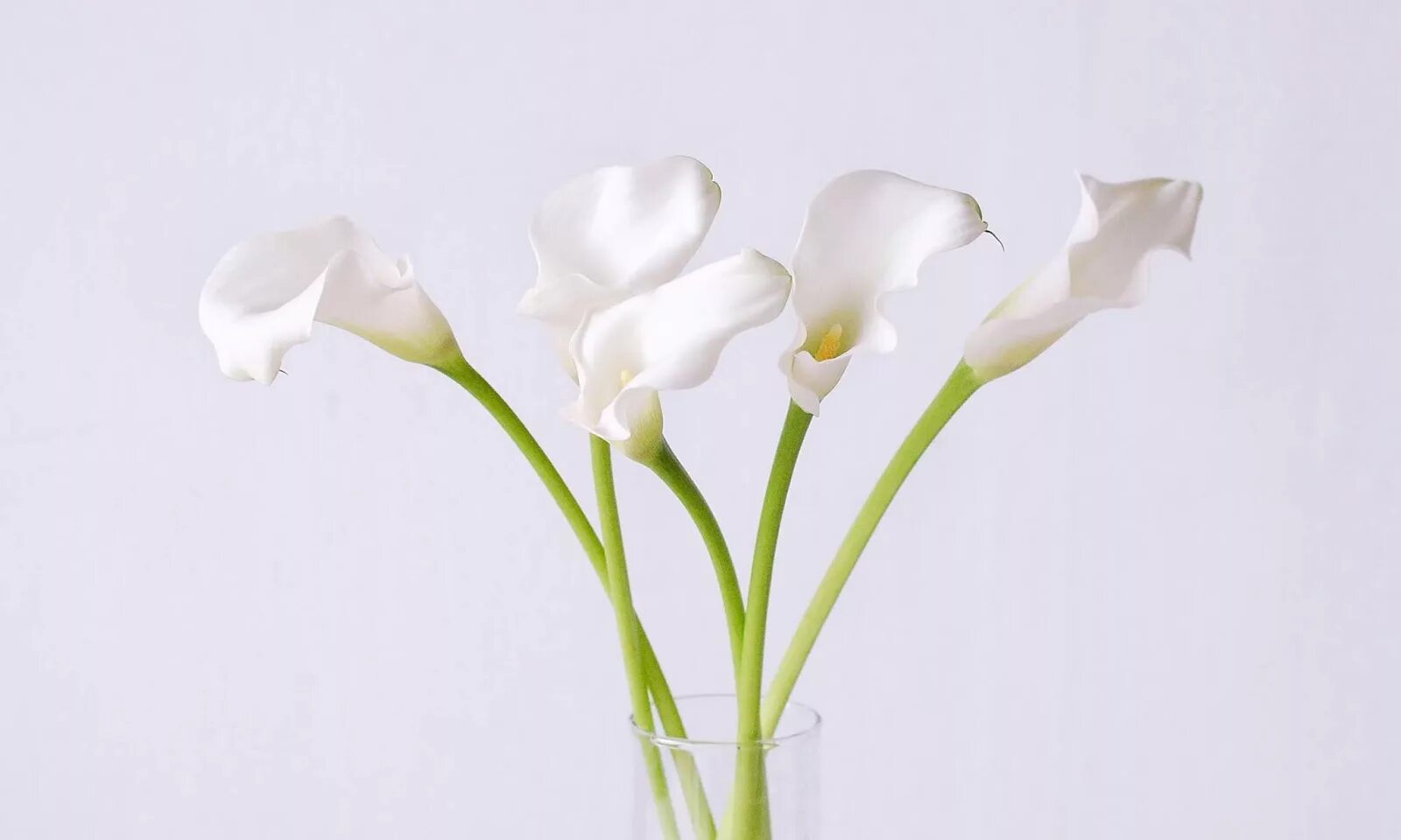 Белые цветы на длинных стеблях. Calla lily rute. листья каллы. калла белая. цветы белые каллы.