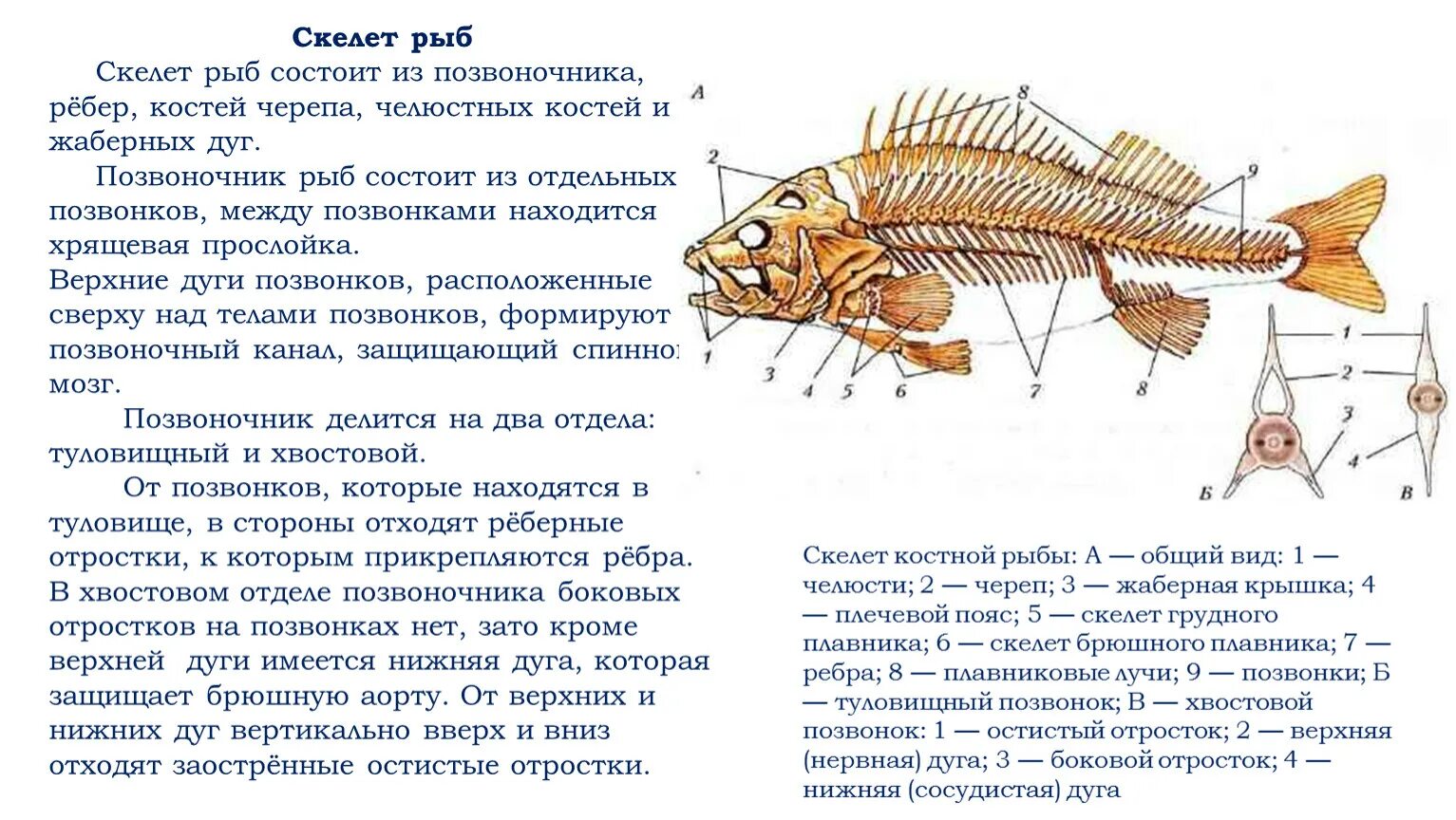 Скелет костной рыбы 7 класс биология. Скелет костной рыбы рис 113. Внутреннее строение рыбы скелет. Строение скелета костистой рыбы. Позвоночник неподвижно соединен с черепом у рыб