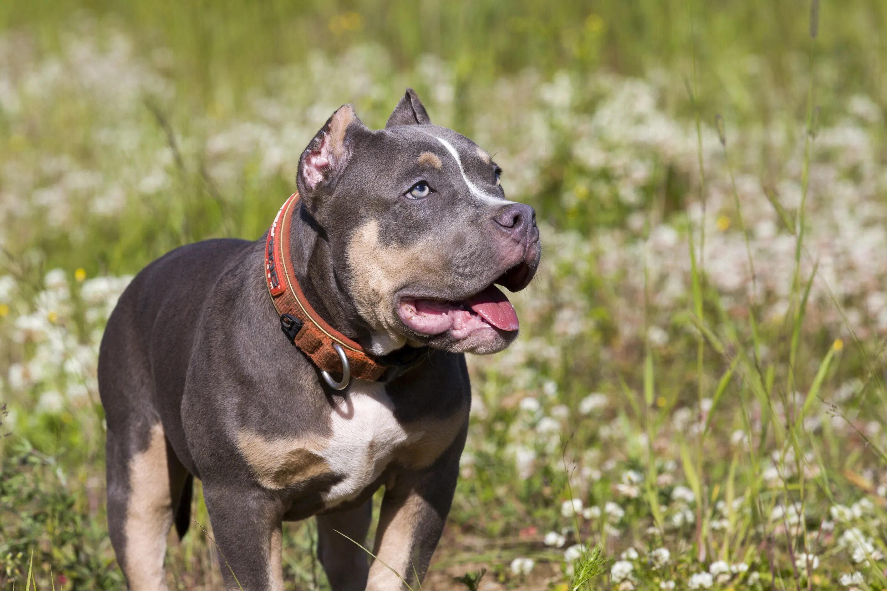Best bully