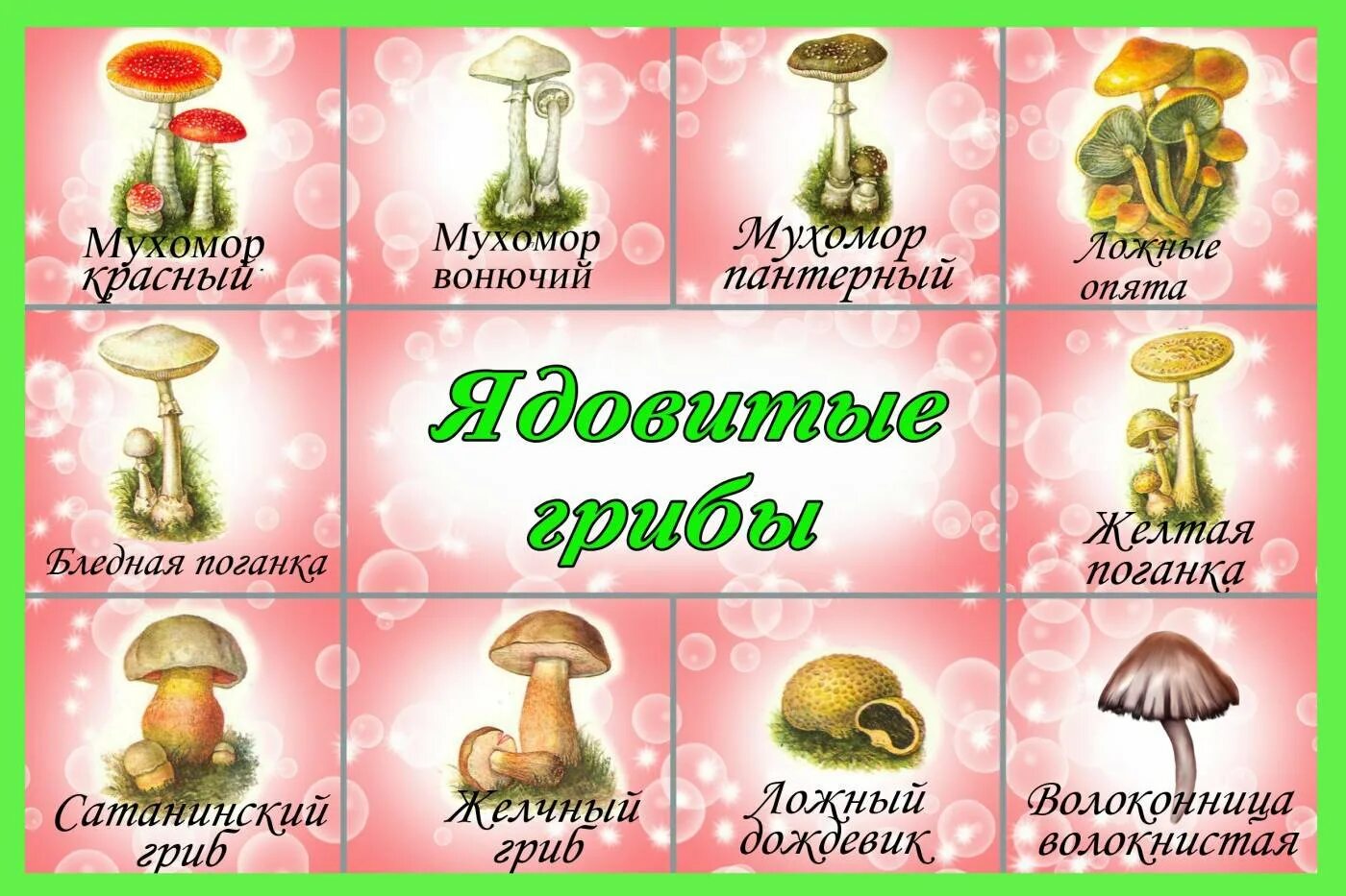 Съедобные и несъедобные грибы рисунок. Съедобные и несъедобные грибы карточки игра. несъедобные грибы карточки для детей. съедобные и несъедобные грибы для дошкольников карточки. дидактическая игра грибы съедобные и несъедобные с карточками.