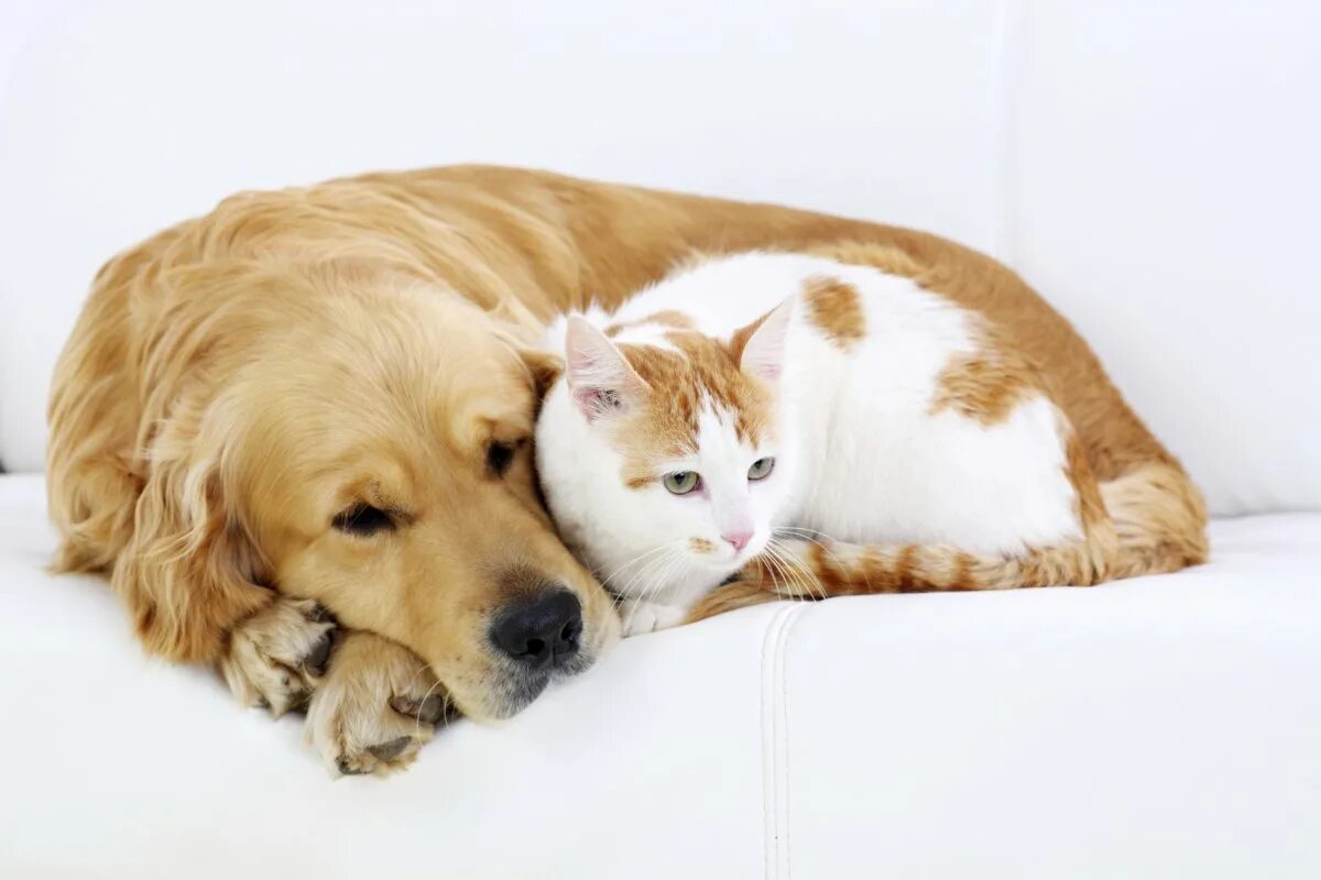 Про кошек и собак. Кошки и собаки. Собака и кошка вместе. Дружба кошки и собаки. Фото кошек и собак.