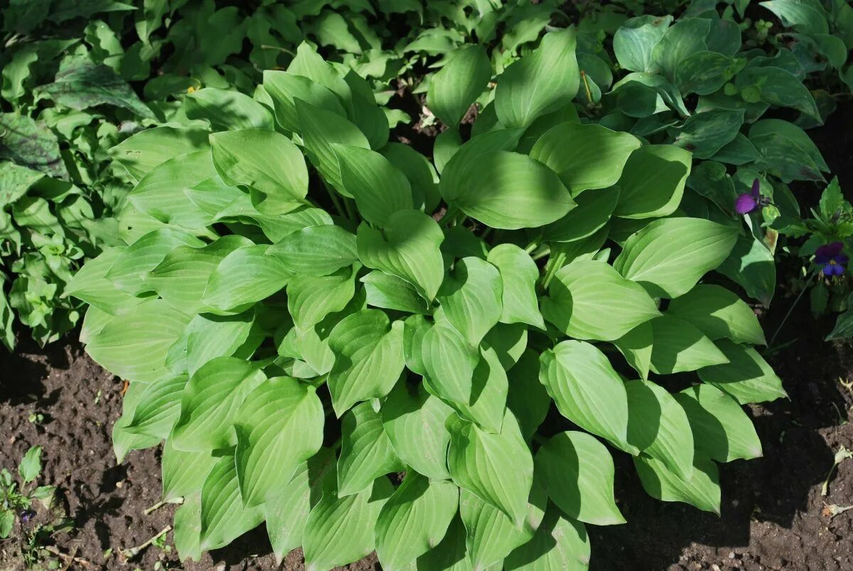 Хосты виды хост. Хоста малая hosta minor. хоста хоста прямолистная. хоста ланцетовидная. хоста elata.