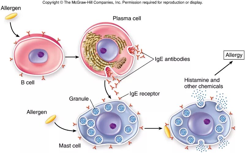 Гистамин клетки. Тучные клетки. Тучные клетки гистамин. Тучные клетки в крови. Гистамин клетки.