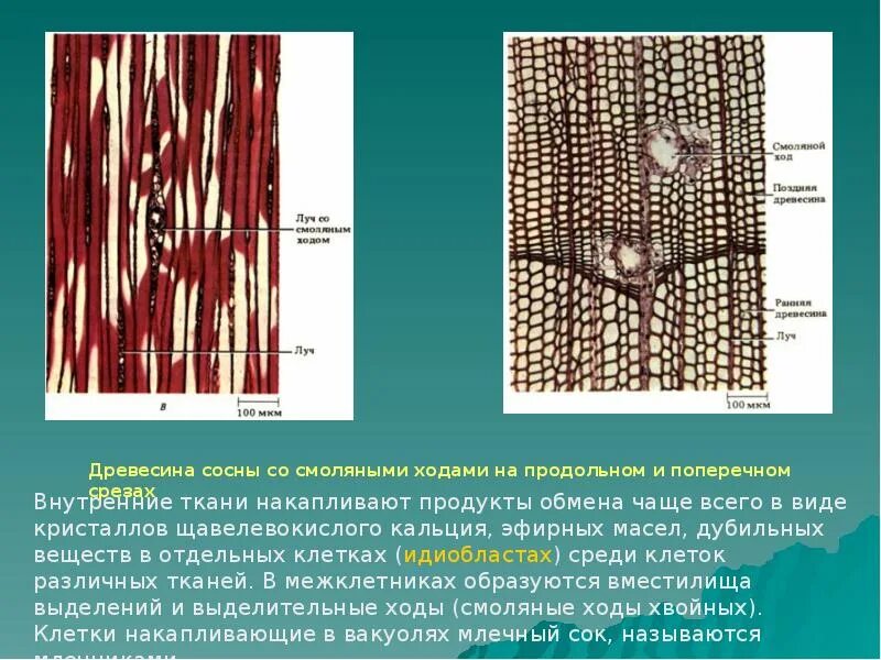 Смоляные ходы характерны для. Ткани растений смоляные ходы. смоляные ходы ткань. клетки древесины. ткани древесины.
