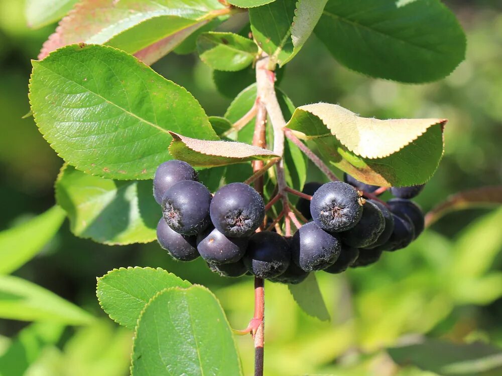 Черноплодный. Черноплодка арония. Арония сливолистная викинг. Черноплодный. Арония черноплодная галичанка.