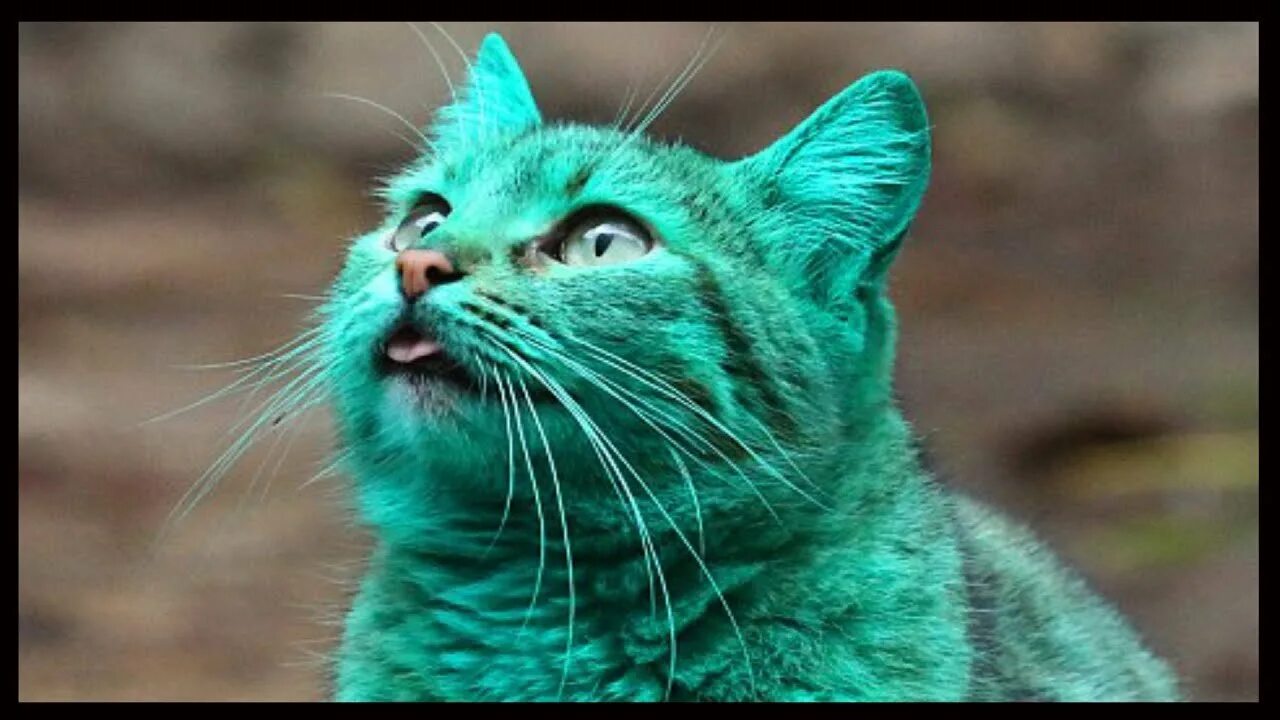 Зеленая кошка. Зеленая кошка. Салатовый котёнок. Зеленый кот варна. Топиари кот ричард саундерс.