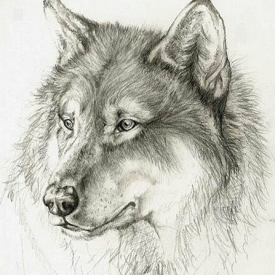 Рисунки. Рисунки Волков карандашом. Волк карандашом. Волк эскиз. Волк набросок.
