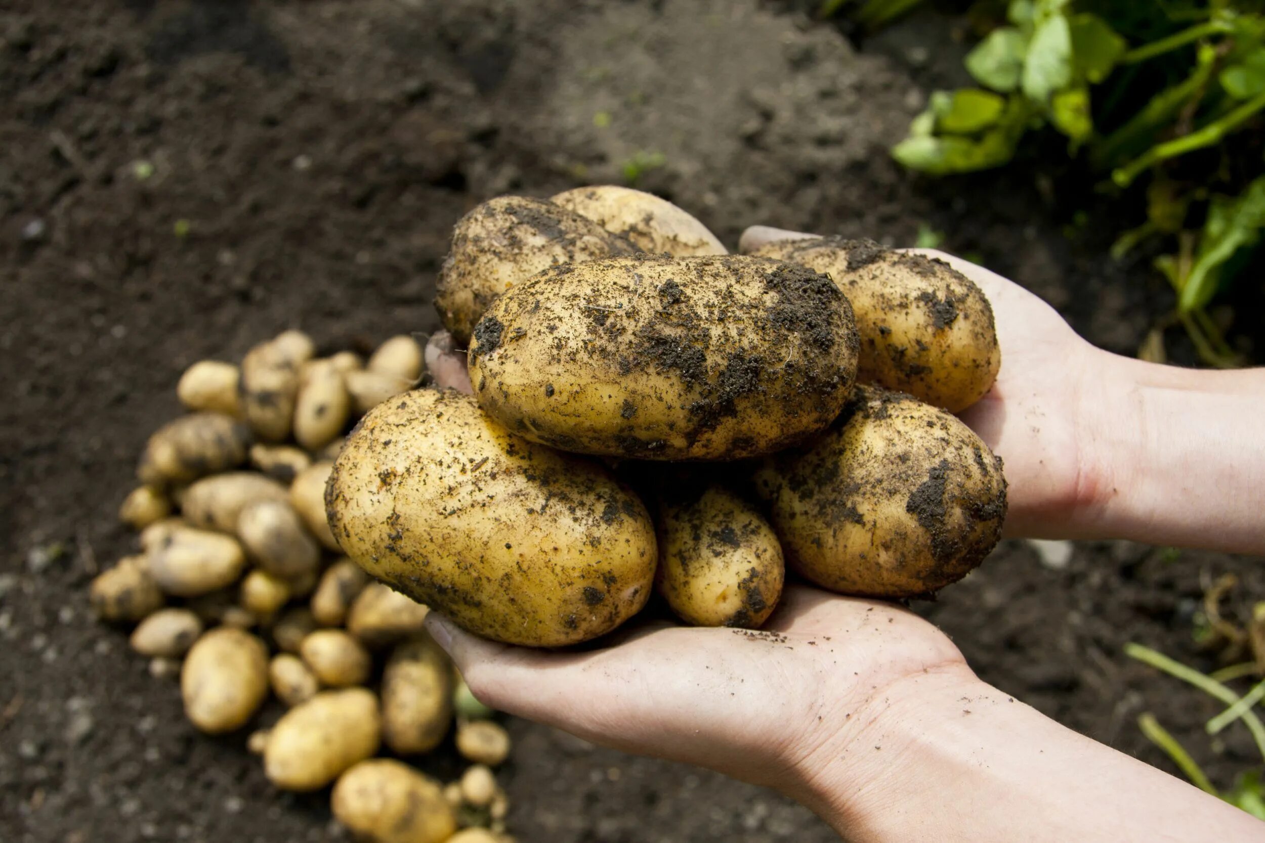 Есть ли вода в картошке. Картофель растение. Сорняк на картошке. Картофель в огороде. Клубень картошки.