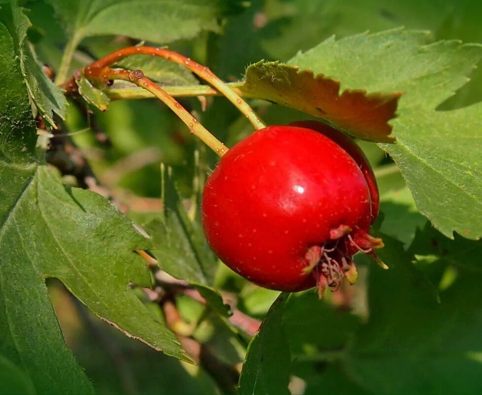 боярышник волжский в самарской области. боярышник волжский. боярышник волжский (crataegus volgensis. волжский боярышник. самарская лука боярышник волжский.
