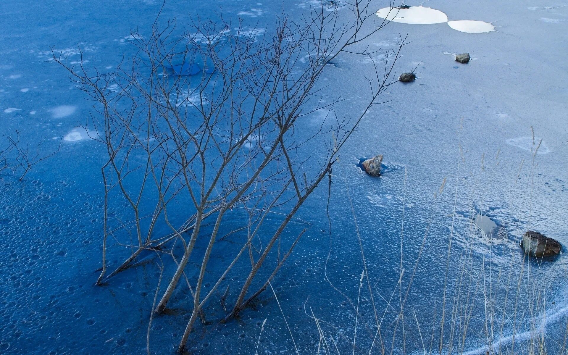 Деревья во льду. Лед на реке. Замерзший водоем. Тонкий лед на озере. Вода в реке замерзла