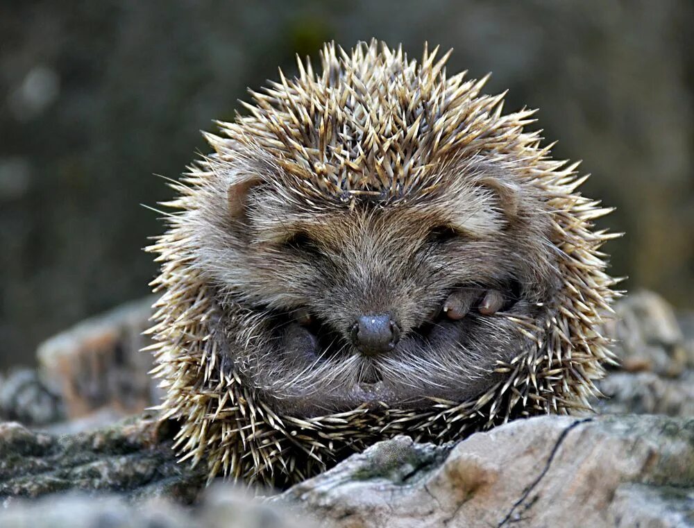 Старославянский календарь по годам. Свернувшийся еж по славянскому. 2018 год по славянскому календарю. Тотемный годослов. Славянский гороскоп.